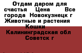 Отдам даром для счастья. › Цена ­ 1 - Все города, Новокузнецк г. Животные и растения » Кошки   . Калининградская обл.,Советск г.